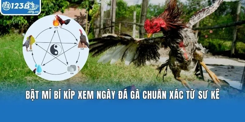 Bật Mí Bí Kíp Xem Ngày Đá Gà Chuẩn Xác Từ Sư Kê