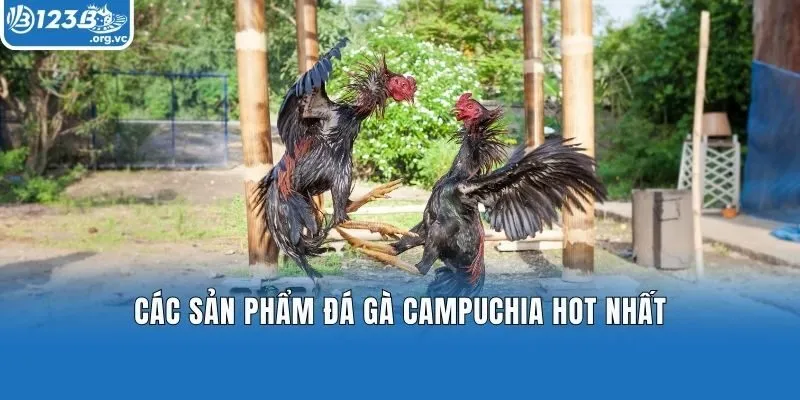 Các sản phẩm đá gà Campuchia hot nhất