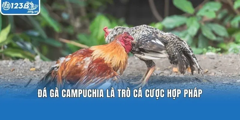 Đá gà Campuchia là trò cá cược hợp pháp
