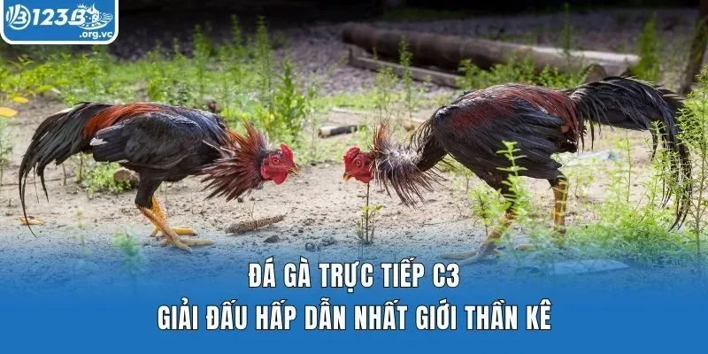 Đá Gà Trực Tiếp C3 – Giải Đấu Hấp Dẫn Nhất Giới Thần Kê 