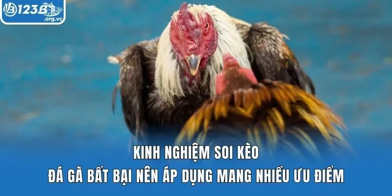 Kinh nghiệm soi kèo đá gà bất bại nên áp dụng