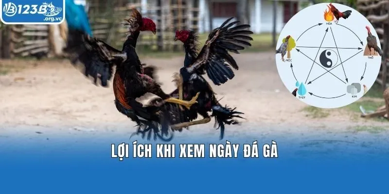 Lợi ích khi xem ngày đá gà