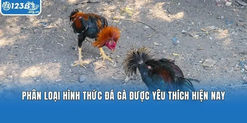 Phân loại hình thức đá gà được yêu thích hiện nay